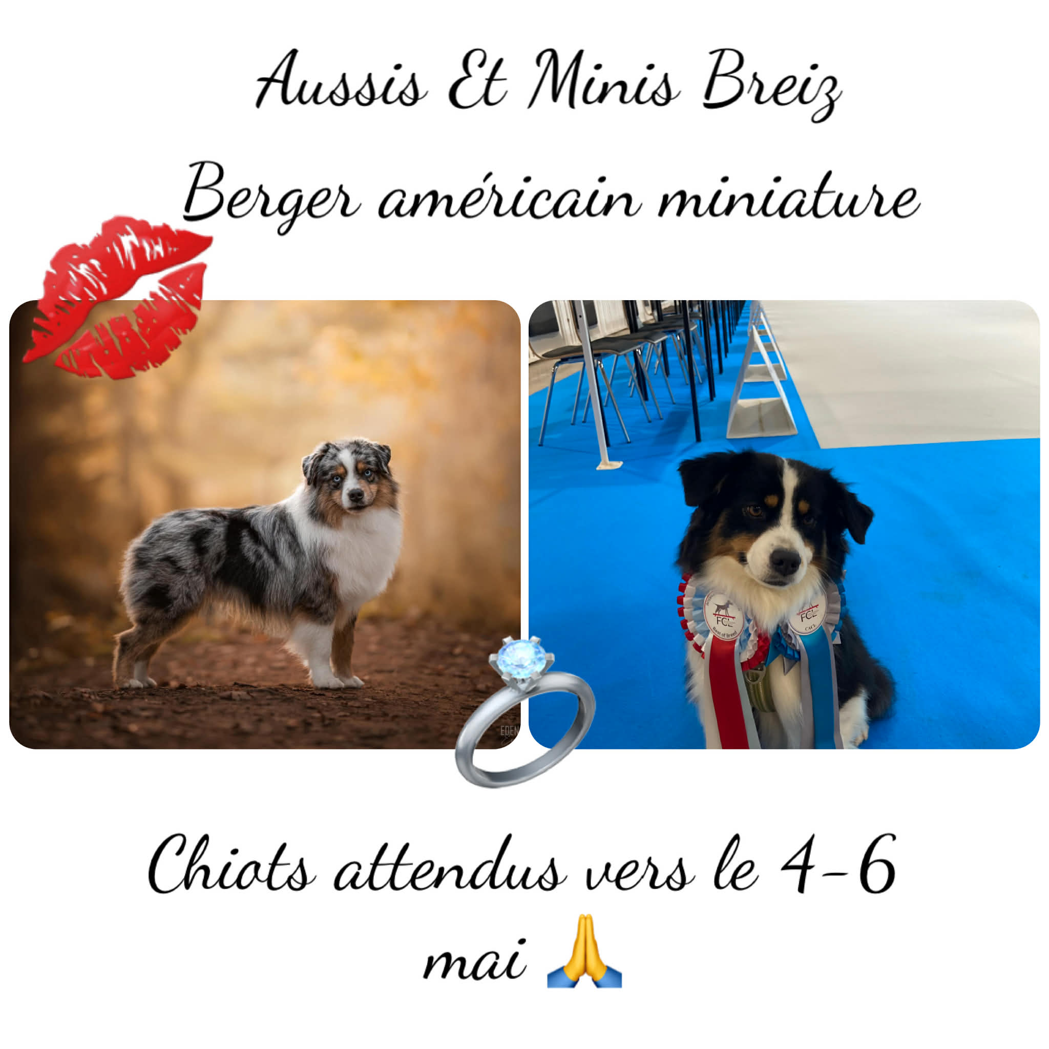 berger americain miniature