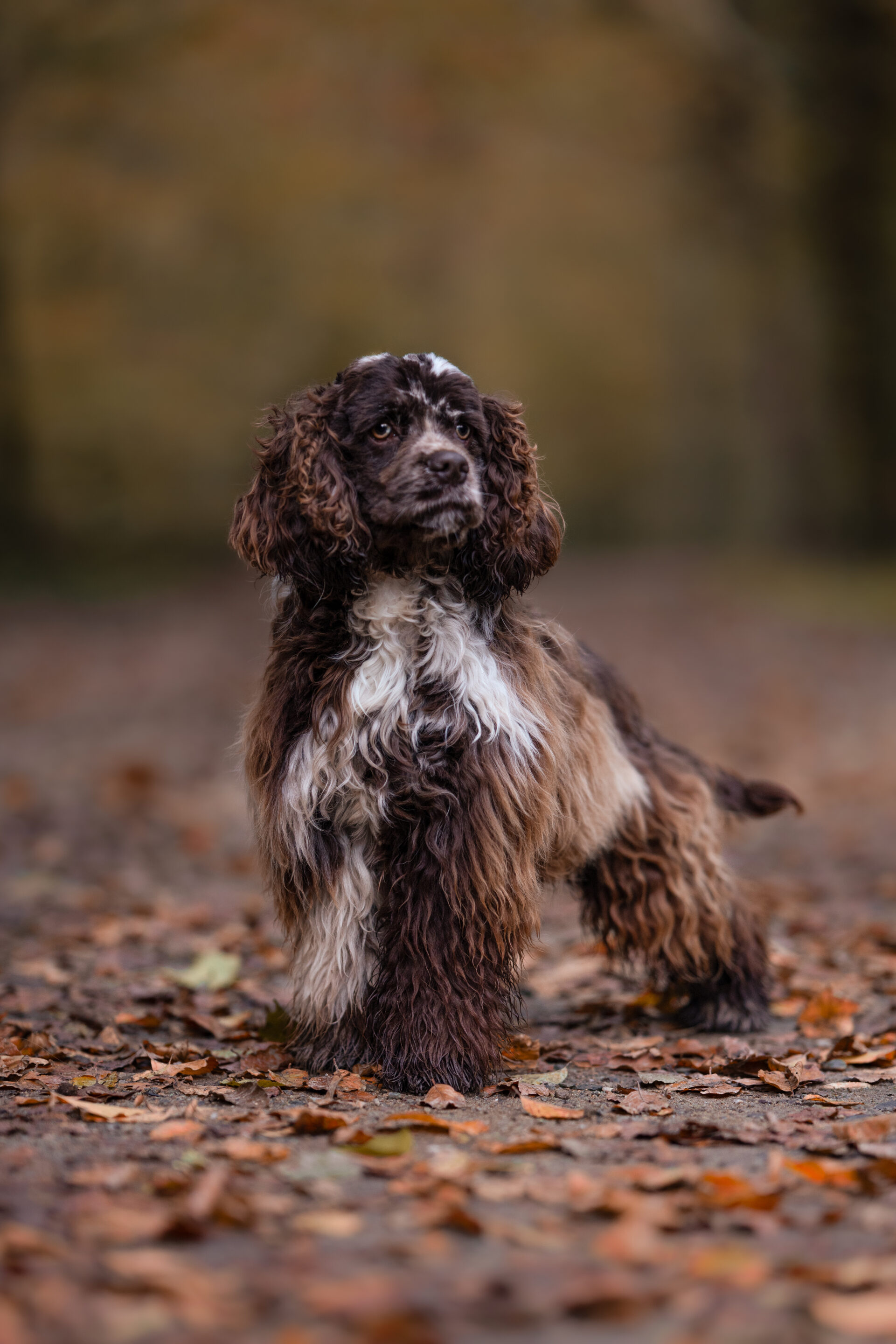 cocker americain