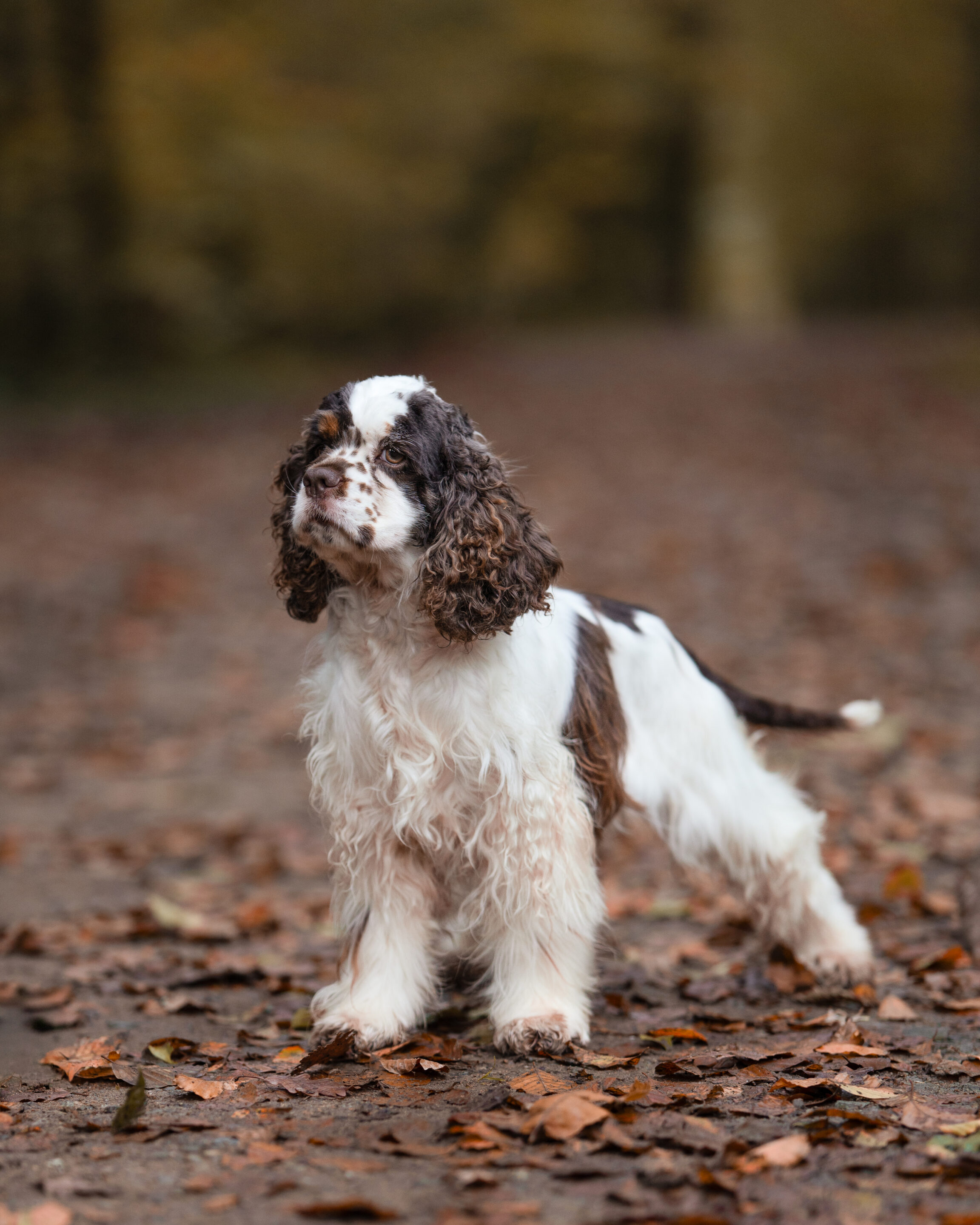 cocker americain