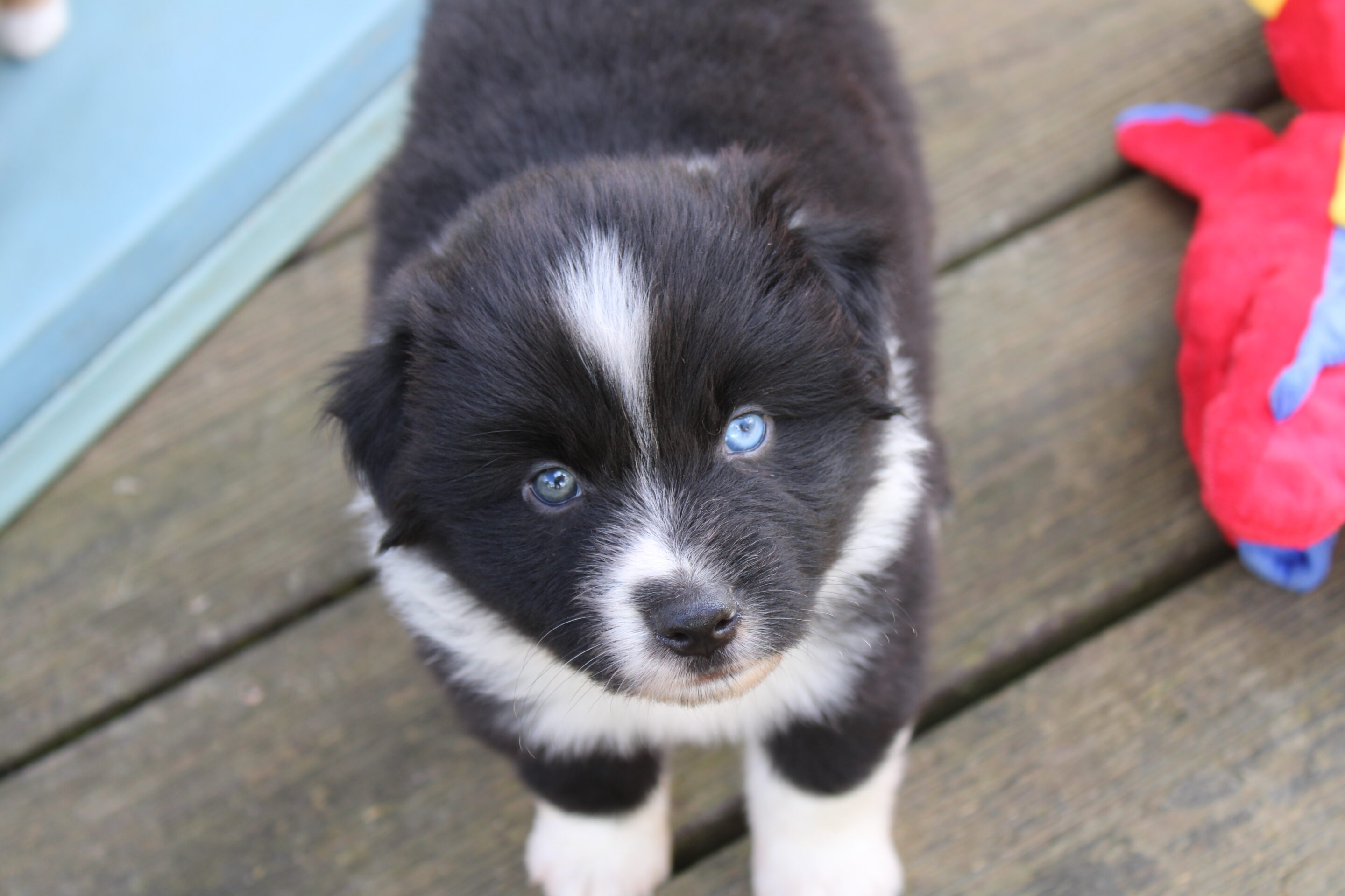chiot berger americain miniature