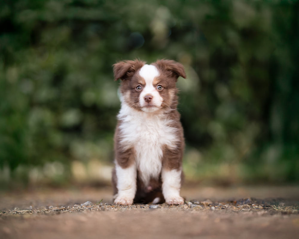 berger australien toy chiot aussi mini breiz