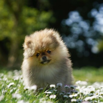 chiot spitz allemand nain chiot spitz allemand nain